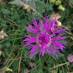 Centaurea nervosaKvet