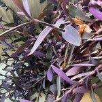 Tradescantia spathacea ഇല