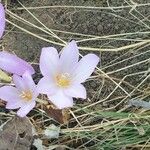 Colchicum lusitanumBlomma