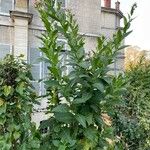 Nicotiana tabacum Habitus