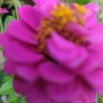 Zinnia elegansЦвят