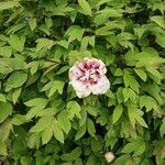 Paeonia x suffruticosa Цветок