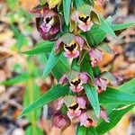 Epipactis helleborineBlomst