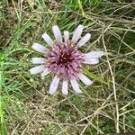 Tragopogon porrifolius Flower