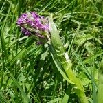 Dactylorhiza incarnata Foglia