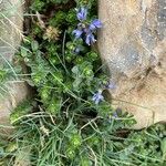 Veronica nummularia 花