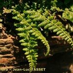 Asplenium foreziense Fuelha