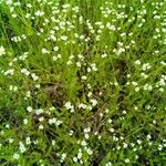 Valeriana woodsiana Flower