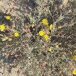 Helianthemum syriacum Flower