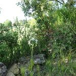 Ornithogalum narbonense Leaf