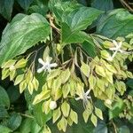 Clerodendrum indicum Fleur