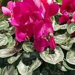 Cyclamen repandum Flower