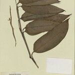 Ischnosiphon puberulus Hoja