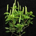 Peperomia tetraphylla Hábito