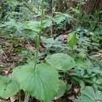 Doronicum pardalianchesLehti