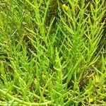 Salicornia perennis Συνήθη χαρακτηριστικά