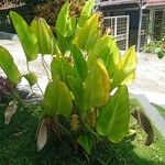 Calathea lutea List