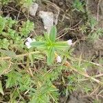 Gratiola officinalis Leaf