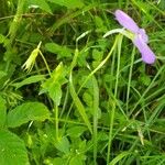 Viola cornuta Leaf