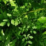 Thalictrum fendleri Leaf