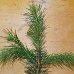 Picea smithiana Leaf