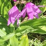 Bletilla striata Blomma