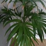 Howea forsteriana Blad