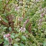 Ocimum americanum Хабит