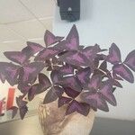 Oxalis triangularis A. St.-Hil. Blomst
