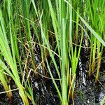 Typha angustifolia برگ