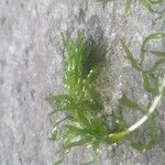 Elodea nuttallii Blad