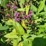 Vernonia baldwinii 花