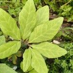 Helleborus niger List
