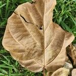 Ficus vallis-choudae Лист