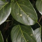 Fridericia chica Hoja
