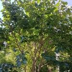 Cercis chinensis Облик