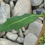 Chenopodium glaucum Leaf