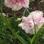 Dianthus caryophyllusFlor