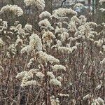 Solidago gigantea 花