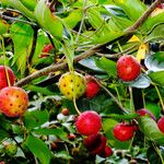 Cornus kousa Фрукт