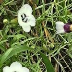 Gilia tricolor പുഷ്പം