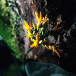 Gurania bignoniacea Cvet