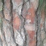 Pinus canariensis 树皮