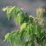Grewia trichocarpa Hoja