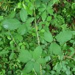 Rubus questieri その他の提案
