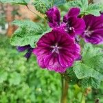 Malva arboreaKvet