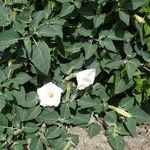 Datura innoxia برگ