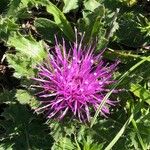 Cirsium acaule Květ