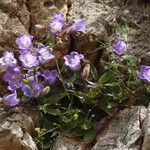 Campanula pelviformis Flor