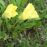 Oenothera triloba Λουλούδι